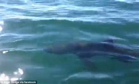 英国水域惊现4米长巨型鲨鱼:品种尚不明(图)_科技频道_凤凰网