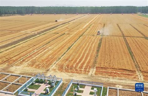 河南麦收最新进展：截至6月3日8时已收获3721.8万亩，约占全省种植面积的43.7% 麦收_手机新浪网