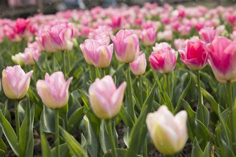郁金香花图片
