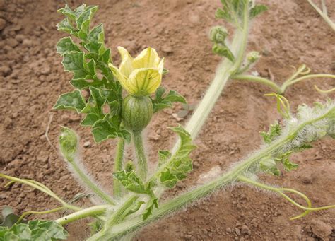 西瓜的种植时间与方法-农百科