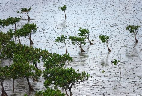 泰国热带沼泽的红树林叶和根高清图片下载-正版图片507051231-摄图网