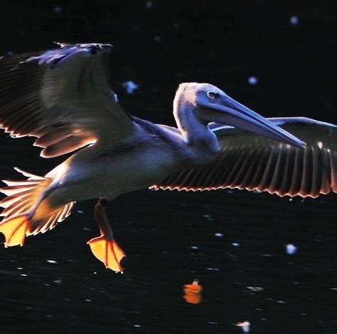 美丽的野生鸟类高清图片下载-正版图片501648617-摄图网