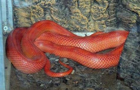 绿色颈部有红色的蛇是什么蛇？_虎斑游蛇_毒蛇网
