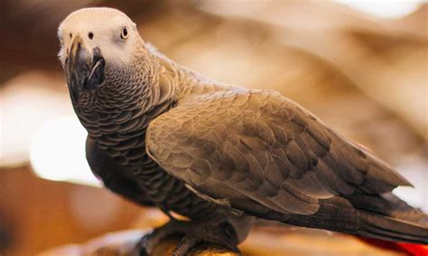 非洲灰鹦鹉-非法贸易野生动物与制品鉴别-图片