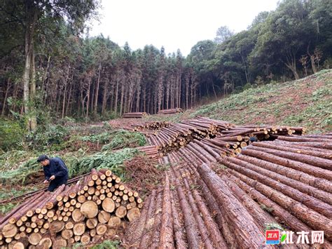 大量出售杉木原木，方木，代锯各--板材原木_产品图片信息_中国木材网！