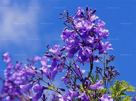 蓝花楹图片_风景花卉的蓝花楹图片大全 - 花卉网