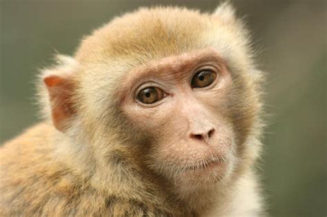 猴子的种类非常多，这种猴子的祖先来自中国_腾讯视频