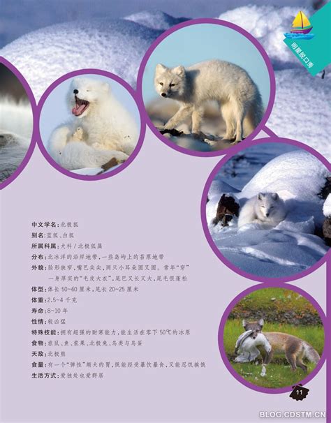 “北极精灵”雪鸮|文章|中国国家地理网