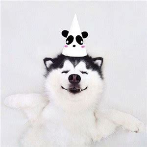 哈士奇沙雕头像图片