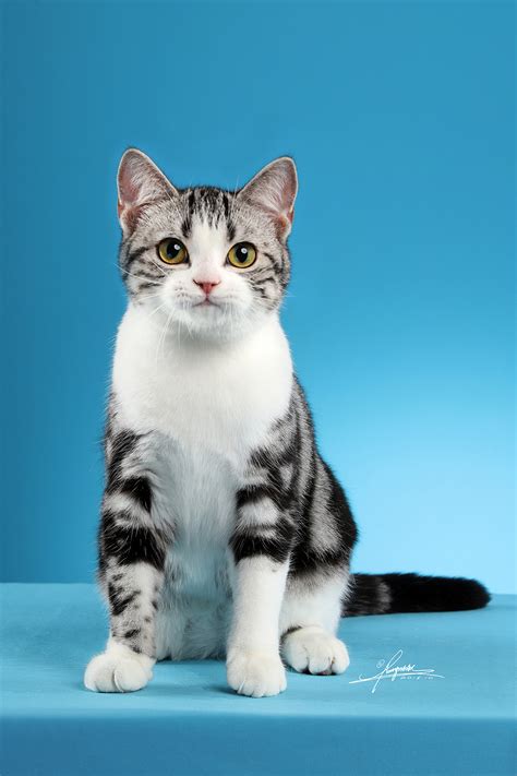 【I,Pet宠物摄影】三只猫猫|摄影|宠物摄影|IPet宠物摄影 - 原创作品 - 站酷 (ZCOOL)