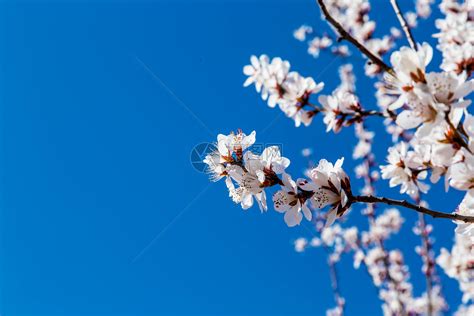 春天盛开花儿摄影图高清摄影大图-千库网