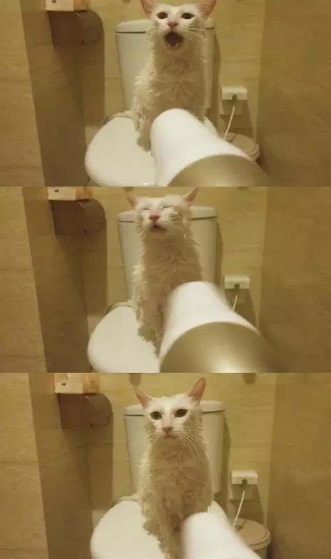 关于洗猫，你们有1000个问题！ - 知乎