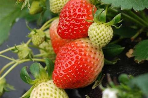 重庆草莓采摘季节是几月份 重庆草莓基地_旅泊网