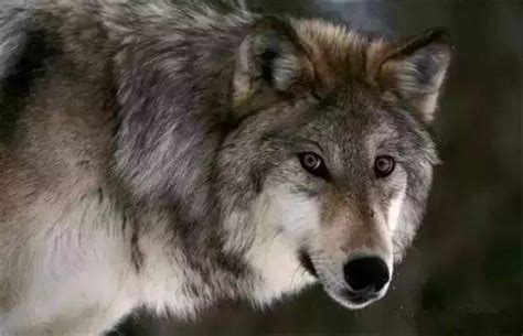 回头动物狼素材图片免费下载-千库网