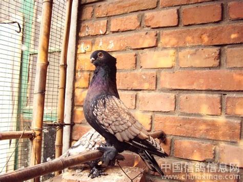 国外观赏鸽欣赏(图)-中国信鸽信息网