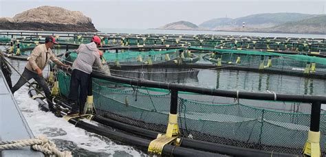 罕见珍品！宁波渔民捕获“带鱼王”！长1.6米，重7斤！