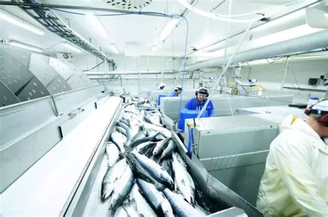 挪威三文鱼销量快速回升，政府及运输业为海产品供应保驾护航_第17届上海国际渔业博览会