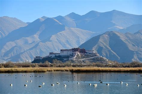 西藏拉萨拉鲁湿地迎来众多鸟类越冬
