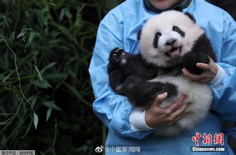 旅美大熊猫美香25岁啦，旅美20余年间先后诞下4只大熊猫幼崽_北京时间