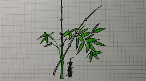 竹子的简单画法植物简笔画_可可简笔画