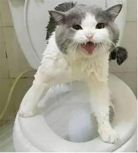 主人骗猫咪洗澡，刚打开浴霸， 主人被猫咪的表情吓到了！|猫咪|主人|美女_新浪新闻
