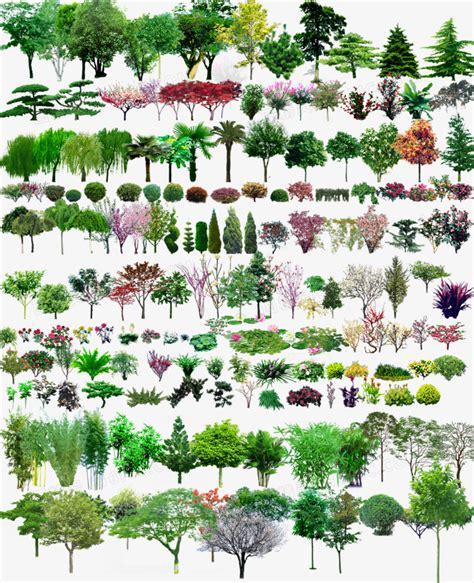 1200树木名称大全,树木名称,树的种类名称及图片_大山谷图库