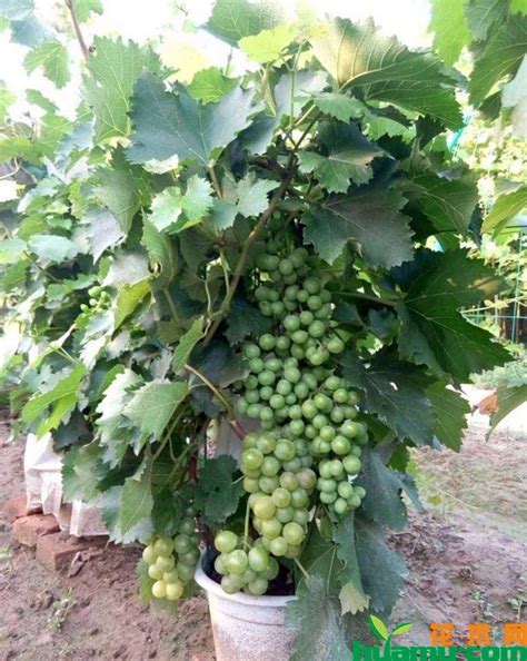 盆栽葡萄种植方法-种植技术-中国花木网