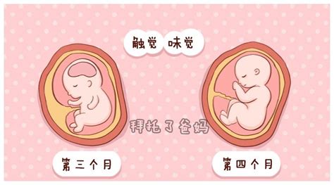胎儿发育全过程图，原来胎宝宝在妈妈肚子里是这样长大的，神奇！