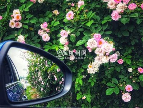 你永远可以相信杭州的浪漫 西湖边现巨型玫瑰 路人纷纷拍照晒甜蜜_凤凰网视频_凤凰网