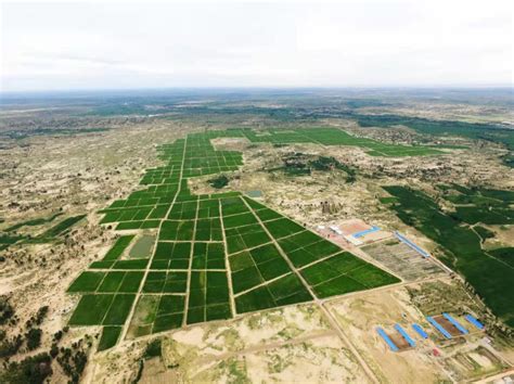 袁隆平团队在迪拜沙漠种植水稻初获成功！最高亩产超500公斤