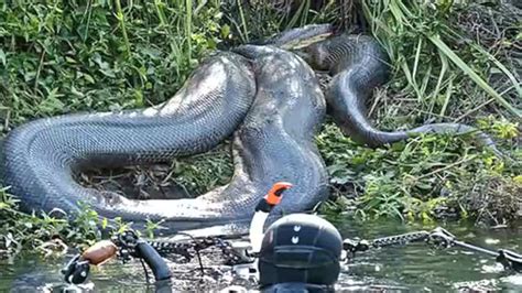 大蟒蛇吃人的过程