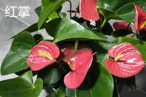 绿掌为天南星科花烛属植物_[标签:标题1]