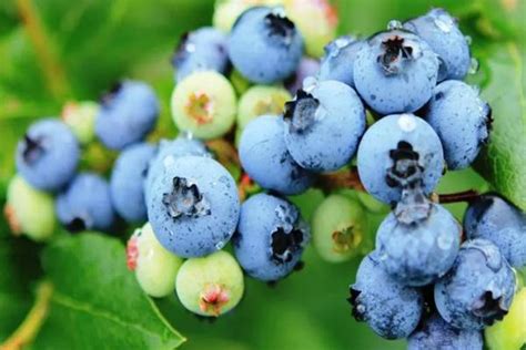 2023长沙哪里有摘蓝莓的地方_旅泊网