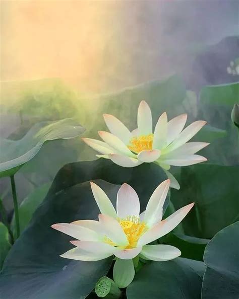 地涌金莲，开金灿灿的大花朵，被誉为佛教圣花，还能用来做菜