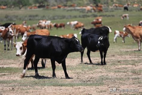 2023年农村有钱人都去养牛，是什么原因？养牛国家有补贴，2023年养殖业什么最赚钱农村 - 商道资源网