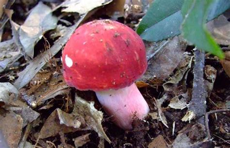 红白相间的红蘑菇，众多“蘑菇文化”的原型，是毒蘑菇的经典代表|阿尔伯特|毒蝇|蘑菇_新浪新闻
