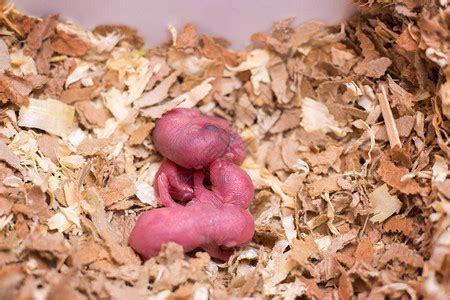 新出生的小老鼠在锯木屑中蒙古国高清图片下载-正版图片504195076-摄图网