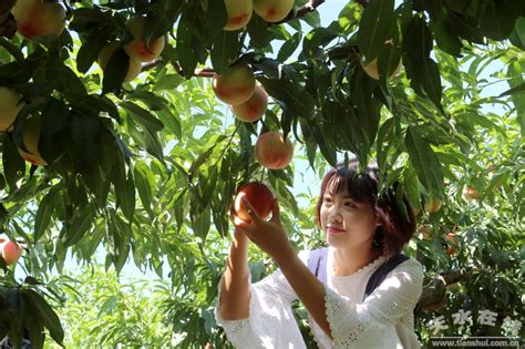 天水在线摄影报道：麦积区天泽果业的“北京七号”蜜桃熟了(图)--天水在线