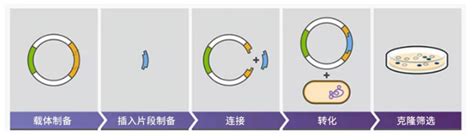 质粒载体构建服务-南京双领生物