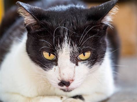 野猫图片非主流头像