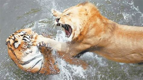 老虎与雄狮的生死搏杀，最罕见的5段精彩视频！