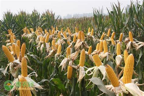 三盛382玉米种子简介，种植密度每亩5000株 - 新三农