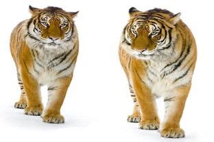 2022年属虎男几月出生命最好-2022年几点出生的虎是懒虎 - 见闻坊