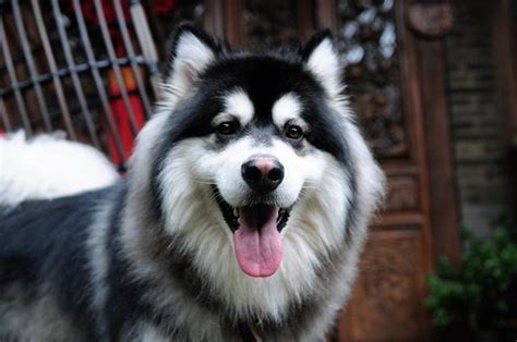 阿拉斯加犬 阿拉斯加雪橇犬 阿拉斯加狗 纯种阿拉斯加幼犬 支付宝 阿拉斯加 /编号10107100 - 宝贝它
