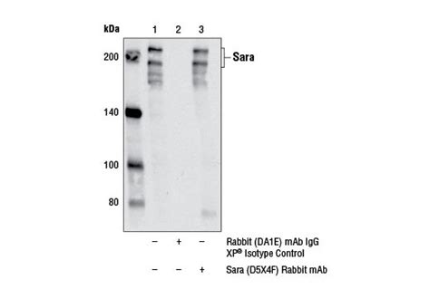 Sara (D5X4F) Rabbit mAb | Cell Signaling Technology