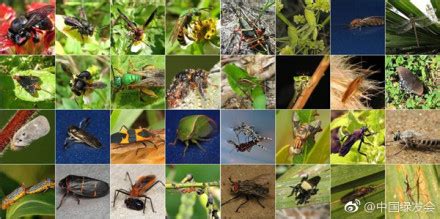 科学网—Journal Club：不同海拔热带昆虫的高温耐受性研究 - 朱朝东的博文