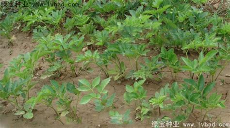 白芷-神农架植物-图片