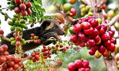 农民赚钱的法宝：麝香猫，产出全球最贵的猫屎咖啡_凤凰网健康_凤凰网