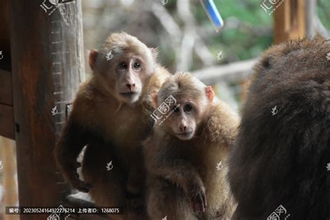 黔灵山庐山的猴黄山短尾猴,陆地动物,动物摄影,摄影素材,汇图网www.huitu.com