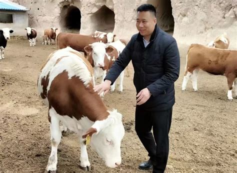 西吉引导企业助养殖户改良肉牛品种强产业-宁夏新闻网